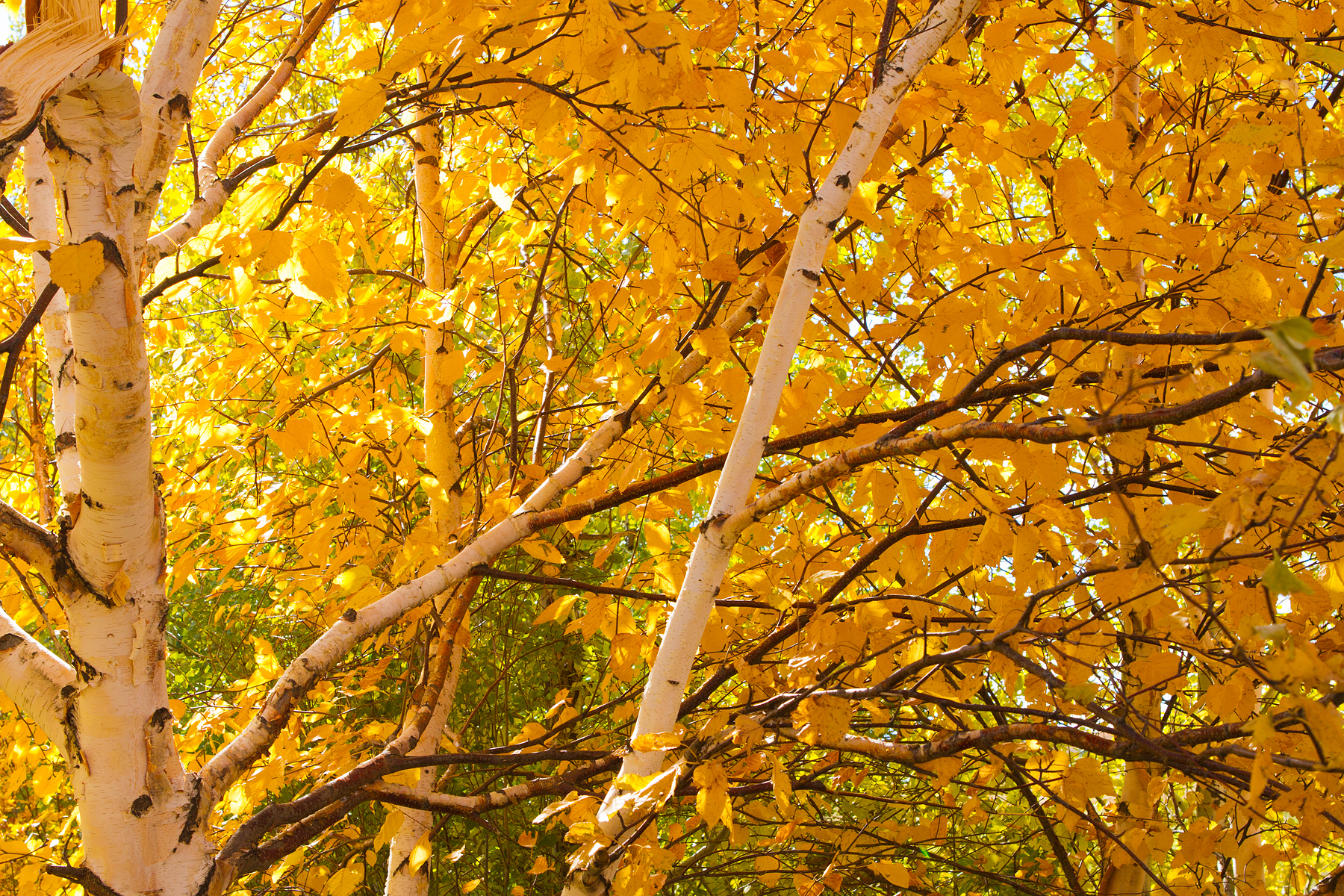 Aspens